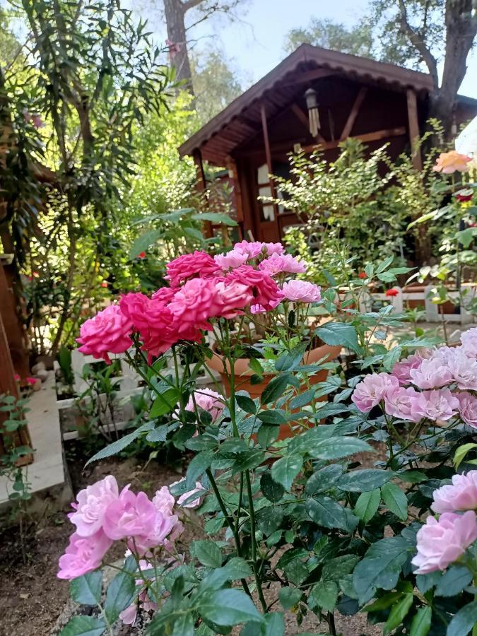 Lodge Canario Cirali